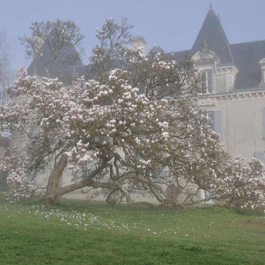 Abiès Garden 1
